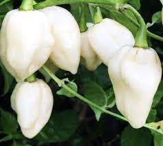 White Bhut Jolokia Vegetable Seeds for Planting heirloom & Non-GMO Seeds