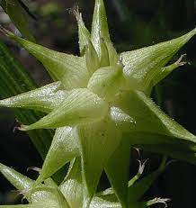 Carex Grayi Seeds for Planting – Ornamental Grass, Unique Mace-Like Seed Heads, Heirloom, Non-GMO Garden Seeds