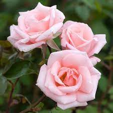 Light Pale Pink Climbing Rose Flower Seeds for Planting - 100 pcs