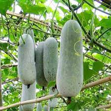 Wax (Ash) Gourd Seeds for Planting - 100 pcs