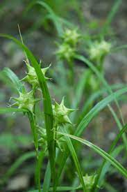 Carex Serotina Grass Seeds for Planting – Native Ornamental Sedge, Non-GMO Perennial Ground Cover