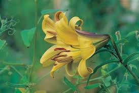 Yellow Trumpet Lilies (Aurelian Hybrids) Flower Seeds for Planting - Heirloom and Non-GMO Garden Seeds