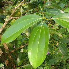 Green Bay Leaf Plant Seeds for Planting-Culinary Herb Gardens and Spices