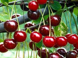 Morello Sour Cherry Fruit Seed for Planting - Variety for Homegrown Berries, Heirloom & GMO Free Seeds