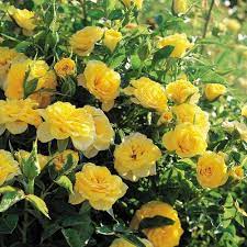 Yellow Sunblaze Miniature Rose Flower Seeds for Planting - 100 pcs