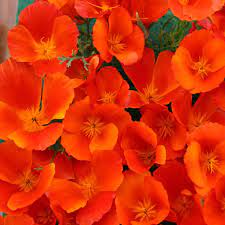 California Poppy Heirloom Flower Seeds Non-GMO