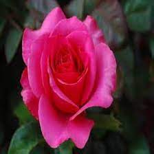 Red Pink Rose Flower Seeds for Planting - Heirloom, NON-GMO, Easy to Grow Garden Blooms