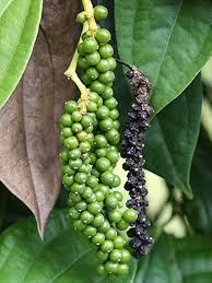 Black Pepper Seeds for Planting heirloom & Non-GMO Seeds