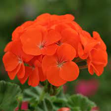 Mørke orange geranium blomsterfrø til plantning 100 stk