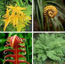 Fern Mixed Colour Plant Seeds for Planting 100 pcs