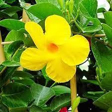 Heirloom Yellow Mandevilla Sanderi Flower Seeds for Planting - GMO Frees, Ideal for Home Garden