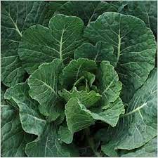 Green Georgia Collard Vegetable Seeds for Planting, heirloom & Non-GMO Seeds