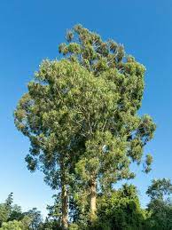 Green Eucalyptus Nitens Tree Seeds for Outdoor Landscaping and Trees