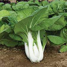 Green White Choi Blizzard Seeds for Planting - 100 pcs