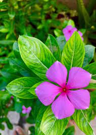 Pink Vinca blomsterfrø til plantning 100 stk