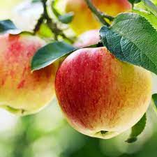 Ball Sundari Ber Apple Fruit seeds for Planting - heirloom and Non-GMO garden seeds