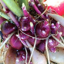 Late Red Yacon Seeds for Planting - heirloom & Non-GMO Seeds