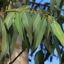 Green Eucalyptus Tree Seeds for Outdoor Gardens and Landscapes