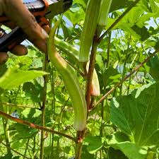 Cow Horn Okra Seeds for Planting heirloom & Non-GMO Seeds