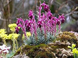 Lilla Saxifraga Sempervivum Plantning af frø til have 100 stk