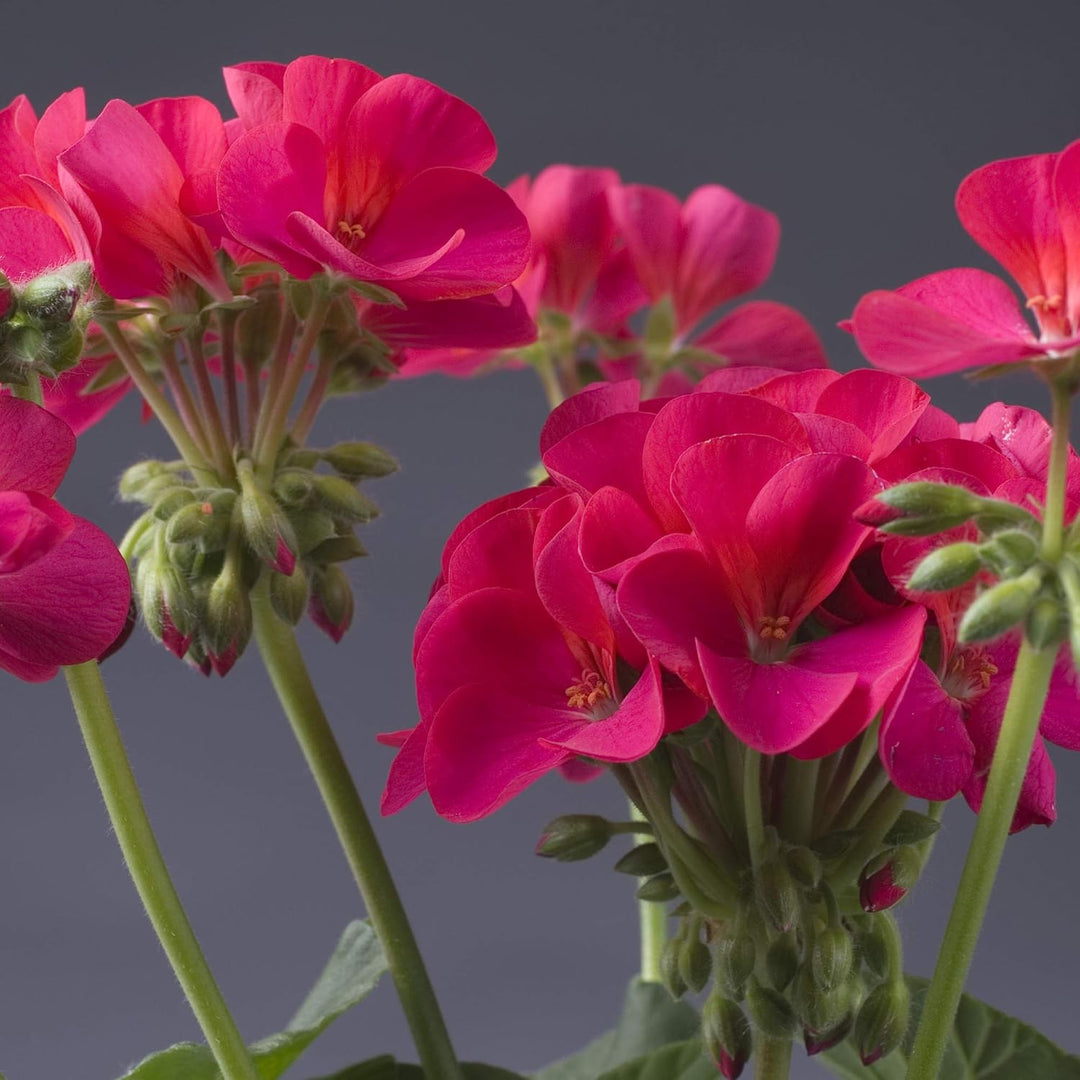 Geranium Pink Blomsterfrø til Plantning 100 stk