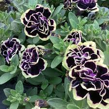 Petunia Merlin Morn Pink Seeds for Planting – Heirloom, Non-GMO Flower Seeds for Vibrant Pink Garden Blooms