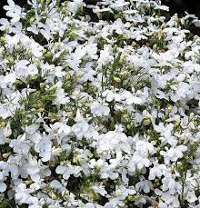 Lobelia Pendula White Lady Cascade Flower Seeds for Planting - 100 pcs