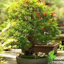 Miniature Bonsai Pomegranate Seeds - Beautiful Indoor Fruit Trees for Limited Spaces, Heirloom Seeds