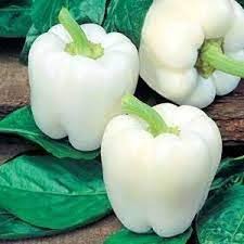 White Bell Pepper Seeds for Planting-Heirloom & Non-GMO Seeds for planting