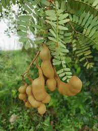 Green Tamarind Tree Seeds for planting- Tropical Tree Seeds - Green Tamarind Tree Seeds for planting- Tropical Tree Seeds 100 pcs