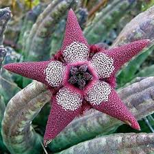 Grønne Stapelia Plantefrø til udplantning, 100 stk