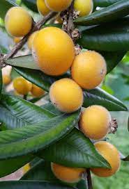 Plinia aureana – "Yellow Jabuticaba" Fruit Seeds for Planting– Exotic and Rare, Heirloom Seeds