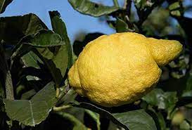 Italian Amalfi Lemon Fruit Seeds for Planting - Perfect for Limoncello & Fresh Juices