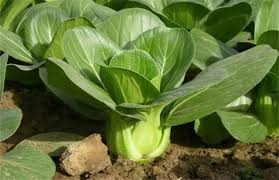 Green Pak Choi Baby Seeds for Planting heirloom & Non-GMO Seeds