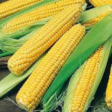 Sweet Corn Golden Bantam Seeds – Non-GMO, Heirloom, High-Yield Sweetcorn Variety