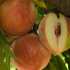 Babcock Peach Fruit Seeds for Planting - Juicy and Sweet Yellow-Red Fruits for Home Garden, Heirloom Seeds