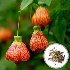 Gul rød Abutilon blomsterfrø til plantning - 100 stk