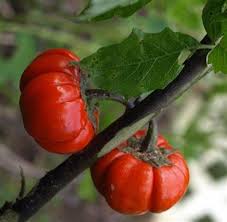 Red Solanum Integrifolium Seeds for Planting,heirloom & Non-GMO Seeds