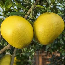 DAFFOODILS Pomelo Fruit Seeds for Planting - Grow Large and Tangy Citrus Fruits in Your Yard, Heirloom Seeds