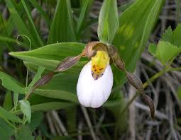 Cypripedium acaule or White Lady’s Slipper Flower Seeds for Planting - Heirloom & Non-GMO Garden Seeds
