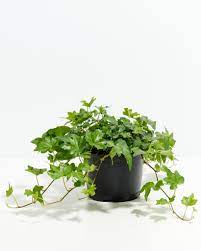 Ivy Plant Seed Set for Lush, Greenery in Your Garden  100 pcs