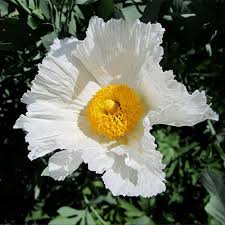 Romneya Coulteri Matilija Poppy Flower Seeds for Planting - Heirloom & Non-GMO garden seeds