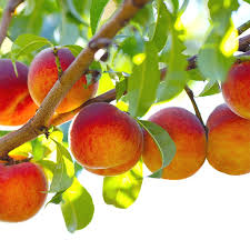 Georgia Belle Peach Seeds for Planting - Smooth, Sweet Stone Fruits, Heirloom and GMO Free Seeds