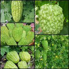 Bitter gourd round green chinese variety Seeds for Planting heirloom & Non-GMO Seeds