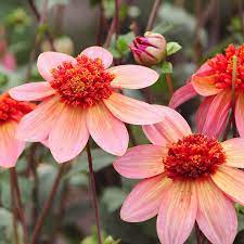 Heirloom Tangerine Anemone Dahlia Flower Seeds – Non-GMO Exotic Blooms for Planting