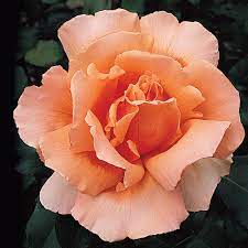 Orange Joey Hybrid Tea Rose Seeds for Planting - 100 pcs