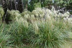 Chionochloa Conspicua Seeds for Planting – Tall Ornamental Grass Seeds, Drought-Tolerant, Ideal for Landscapes