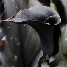 Zantedeschia Memories Calla Lily Flower Seeds – Heirloom Non-GMO Seeds for Elegant Garden Planting