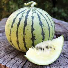 Cream of Saskatchewan Watermelon Fruit Seeds for Planting - Sweet and Refreshing Watermelon Variety