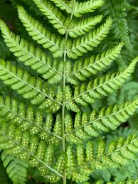 Green Fern Spores Seeds for Planting heirloom & Non-GMO Seeds